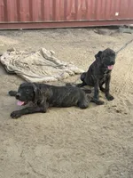 Angel, a female Cane Corso for sale in Temecula, CA – 8 of 10