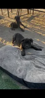 Angel, a female Cane Corso for sale in Temecula, CA – 2 of 7