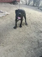 Angel, a female Cane Corso for sale in Temecula, CA – 10 of 10