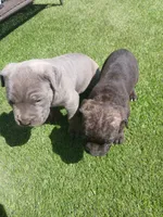 Pebble, a male Cane Corso for sale in Temecula, CA – 2 of 9