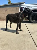 Batman, a male Cane Corso for sale in Temecula, CA – 8 of 10