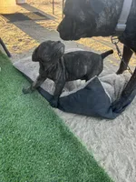 Onyx, a male Cane Corso for sale in Temecula, CA – 2 of 9