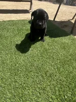 Batman, a male Cane Corso for sale in Temecula, CA – 4 of 10