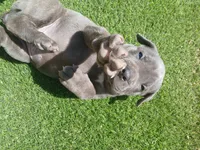 Pebble, a male Cane Corso for sale in Temecula, CA – 1 of 9