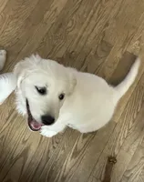 Bo, a male Golden Retriever for sale in Wapakoneta, OH – Photo 3 of 7