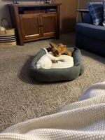 Bo, a male Golden Retriever for sale in Wapakoneta, OH – Photo 7 of 7