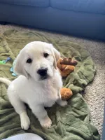 Bo, a male Golden Retriever for sale in Wapakoneta, OH – Photo 6 of 7
