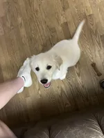 Bo, a male Golden Retriever for sale in Wapakoneta, OH – Photo 4 of 7