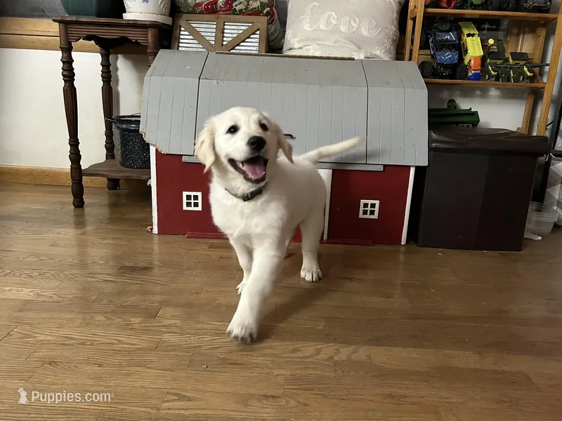 Bo, a male Golden Retriever for sale in Wapakoneta, OH – Photo 1 of 7