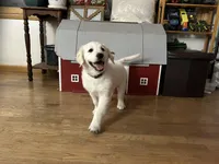 Bo, a male Golden Retriever for sale in Wapakoneta, OH – Photo 1 of 7