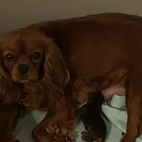 processed/5a2b75b2-4d9e-48cc-8268-c19f08d30d8a/facility/7a88c73c-3d58-4c00-9c82-89d60fbb0477