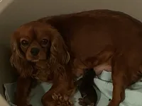 processed/5a2b75b2-4d9e-48cc-8268-c19f08d30d8a/facility/7a88c73c-3d58-4c00-9c82-89d60fbb0477