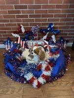 Biscuit, a female Cavalier King Charles Spaniel for sale in San Diego, CA – 3 of 8