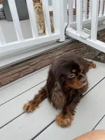 Mr. GoodBar, a male Cavalier King Charles Spaniel for sale in San Diego, CA – 3 of 9