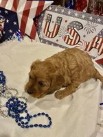 Addie , a female Cavapoo for sale in San Diego, CA – 4 of 7