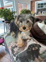 Jinx, a male Morkie for sale in Redding, CA – 6 of 6