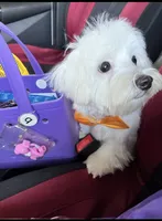 Spanky, a male Maltese for sale in Big Bend, CA – 3 of 5