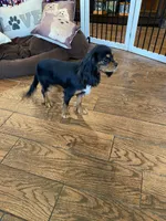 Anastasia, a female Cavalier King Charles Spaniel for sale in Big Bend, CA – 4 of 7