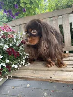 Mr. GoodBar, a male Cavalier King Charles Spaniel for sale in San Diego, CA – 8 of 9