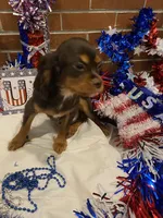 Chocolate Chunck, a male Cavalier King Charles Spaniel for sale in San Diego, CA – 5 of 6