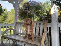 Little mousse , a male Cavalier King Charles Spaniel for sale in Big Bend, CA – 3 of 10