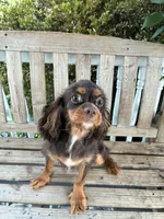 Dallas, a male Cavalier King Charles Spaniel for sale in South Lake Tahoe, CA – 4 of 5