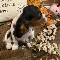 Finn, a male Cavalier King Charles Spaniel for sale in Los Angeles, CA – Photo 4 of 4