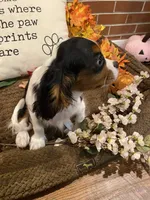 Finn, a male Cavalier King Charles Spaniel for sale in Los Angeles, CA – Photo 4 of 4