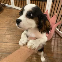 Finn, a male Cavalier King Charles Spaniel for sale in Los Angeles, CA – Photo 2 of 4