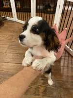 Finn, a male Cavalier King Charles Spaniel for sale in Los Angeles, CA – Photo 2 of 4