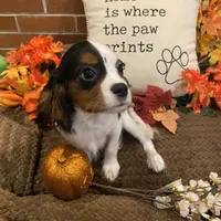 Finn, a male Cavalier King Charles Spaniel for sale in Los Angeles, CA – Photo 1 of 4