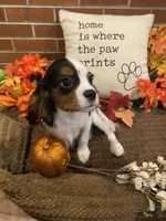 Finn, a male Cavalier King Charles Spaniel for sale in Los Angeles, CA – Photo 1 of 4