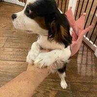 Finn, a male Cavalier King Charles Spaniel for sale in Los Angeles, CA – Photo 3 of 4