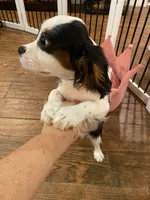 Finn, a male Cavalier King Charles Spaniel for sale in Los Angeles, CA – Photo 3 of 4