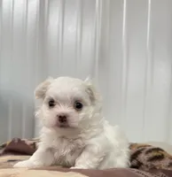 Smallest male, a male Maltese for sale in Tampa, FL – 2 of 7