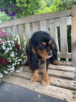 Buttercup, a female Cavalier King Charles Spaniel for sale in Temecula, CA – 5 of 6