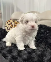 Male, a male Maltese for sale in Tampa, FL – 2 of 8