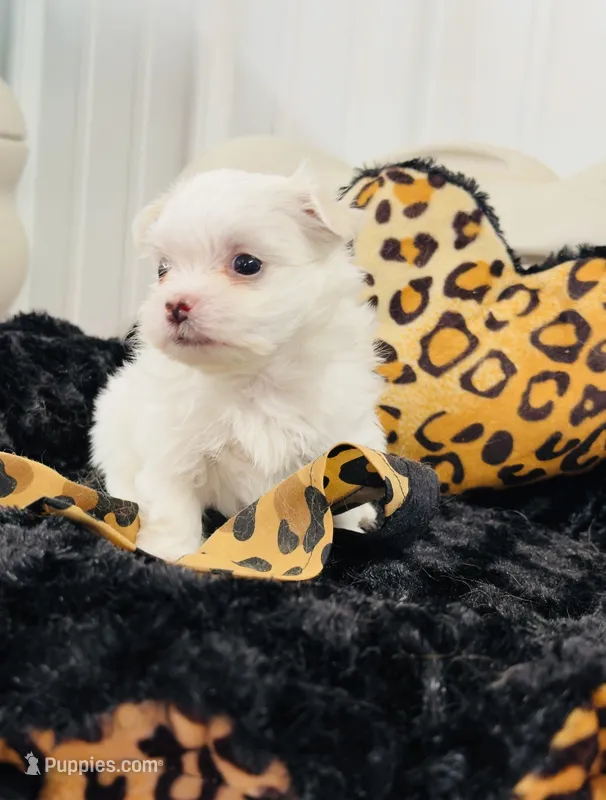 Smallest male – Maltese puppy for sale in Tampa, FL