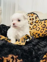 Smallest male, a male Maltese for sale in Tampa, FL – 1 of 7