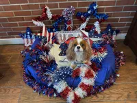 Biscuit, a female Cavalier King Charles Spaniel for sale in San Diego, CA – 7 of 8