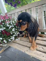 Buttercup, a female Cavalier King Charles Spaniel for sale in Temecula, CA – 3 of 6