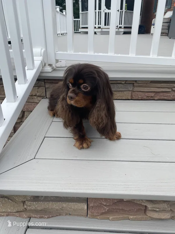 Mr. GoodBar – Cavalier King Charles Spaniel puppy for sale in San Diego, CA