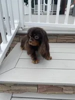 Mr. GoodBar, a male Cavalier King Charles Spaniel for sale in San Diego, CA – 6 of 9