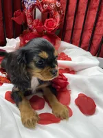Anastasia, a female Cavalier King Charles Spaniel for sale in Los Angeles, CA – Photo 5 of 10