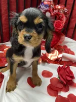Anastasia, a female Cavalier King Charles Spaniel for sale in Los Angeles, CA – Photo 3 of 10
