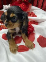 Anastasia, a female Cavalier King Charles Spaniel for sale in Los Angeles, CA – Photo 8 of 10