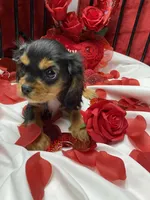 Anastasia, a female Cavalier King Charles Spaniel for sale in Los Angeles, CA – Photo 1 of 10