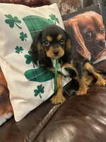 Anastasia, a female Cavalier King Charles Spaniel for sale in Los Angeles, CA – Photo 4 of 4