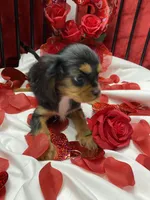 Anastasia, a female Cavalier King Charles Spaniel for sale in Los Angeles, CA – Photo 10 of 10