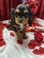 Anastasia, a female Cavalier King Charles Spaniel for sale in Los Angeles, CA – Photo 4 of 10